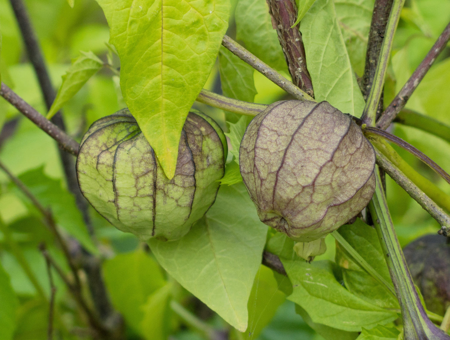 50 PURPLE TOMATILLO Husk Tomato Physalis Ixocarpa Fruit Vegetable Seeds