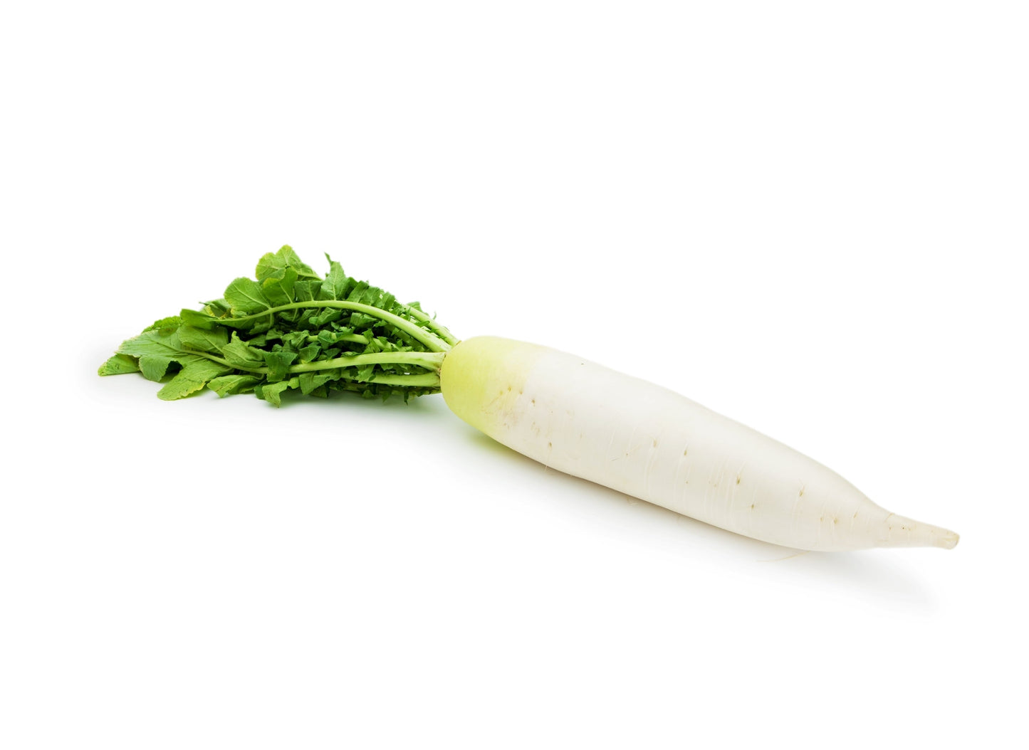 1250 WHITE ICICLE RADISH Raphanus Sativus Vegetable Seeds