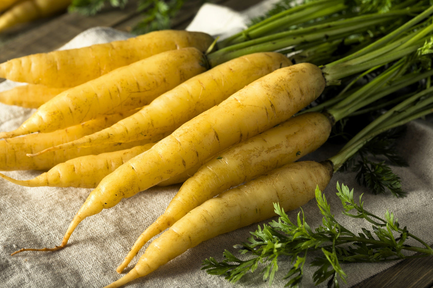 300 SOLAR YELLOW CARROT Daucus Carota Vegetable Seeds