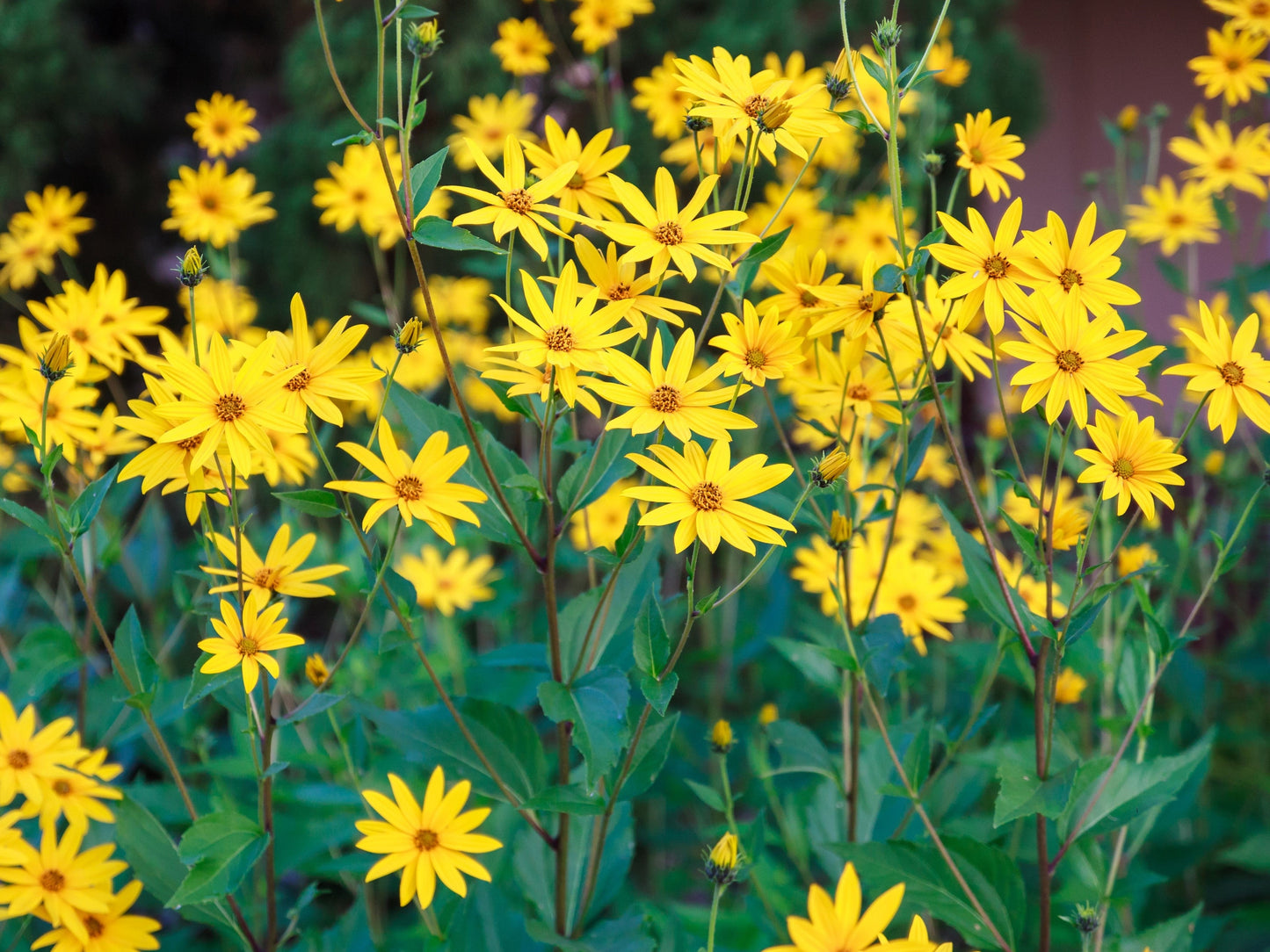 20 JERUSALEM ARTICHOKE Sunchoke Sunroot Helianthus Tuberosus Yellow Sunflower Root Vegetable Seeds