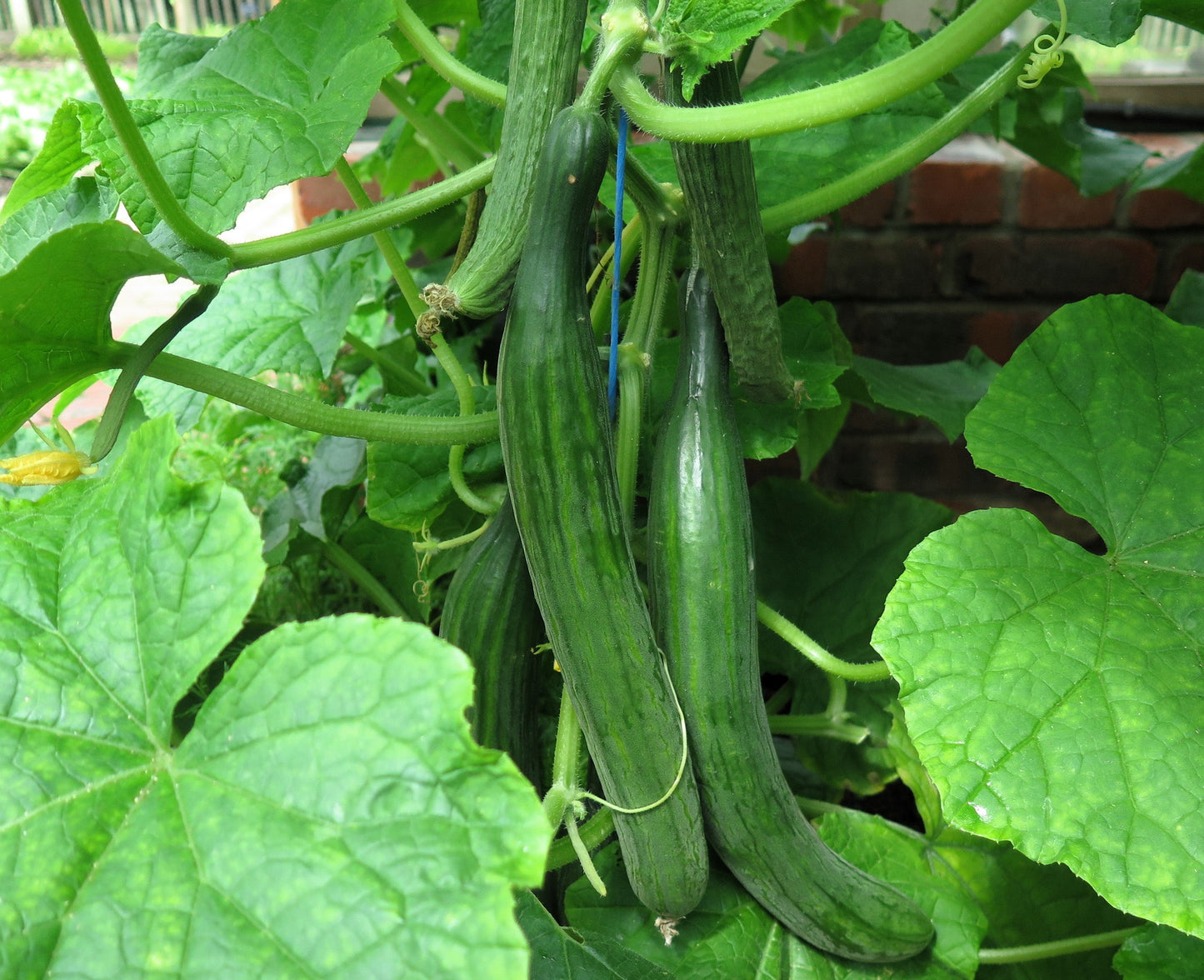 30 ENGLISH CUCUMBER Cucumis Sativus Burpless Fruit Vegetable Seeds