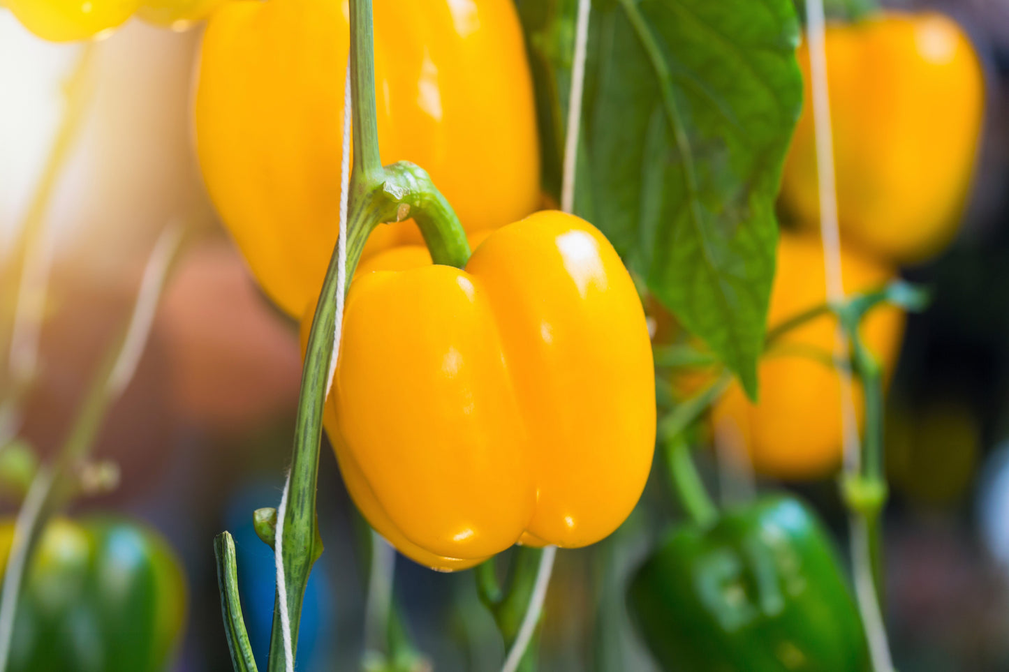 100 Golden YELLOW BELL PEPPER California Wonder Capsicum Annuum Vegetable Seeds