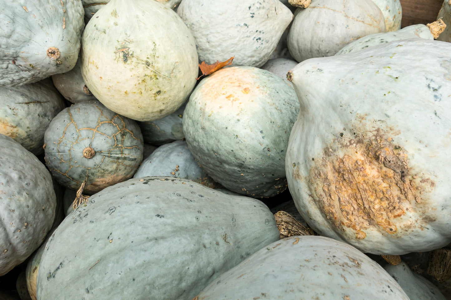 30 BLUE HUBBARD SQUASH New England Buttercup Cucurbita Pepo Vegetable Seeds