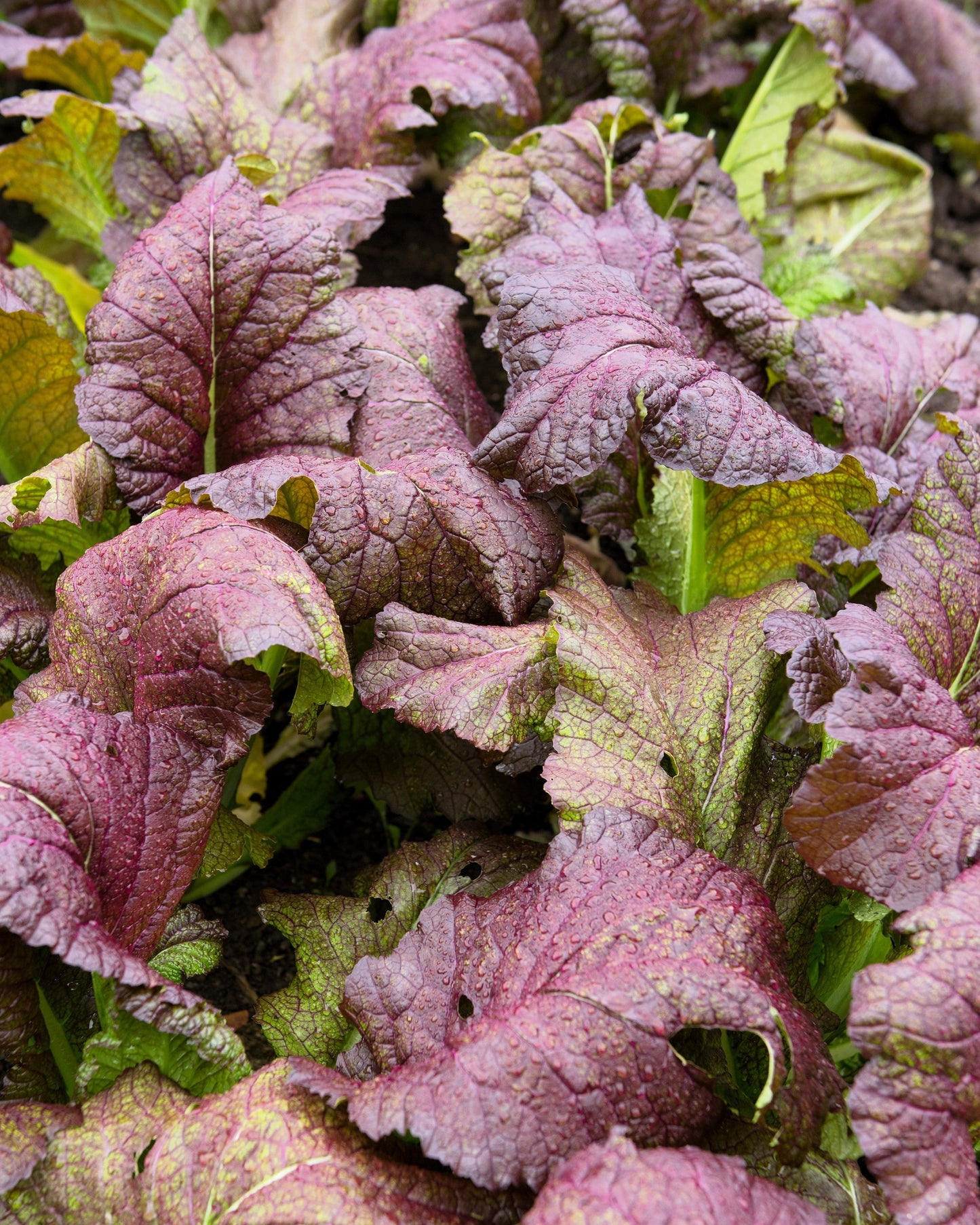 1500 RED GIANT MUSTARD Ornamental Japanese Greens Herb Vegetable Brassica Seeds