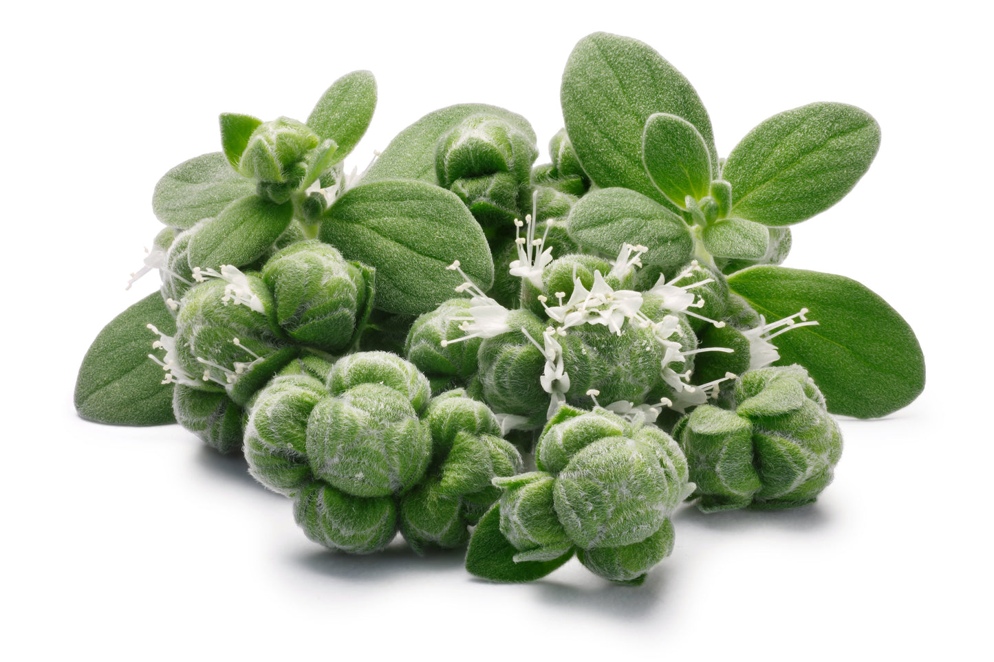 2000 SWEET MARJORAM Origanum Majorana Herb Flower Seeds
