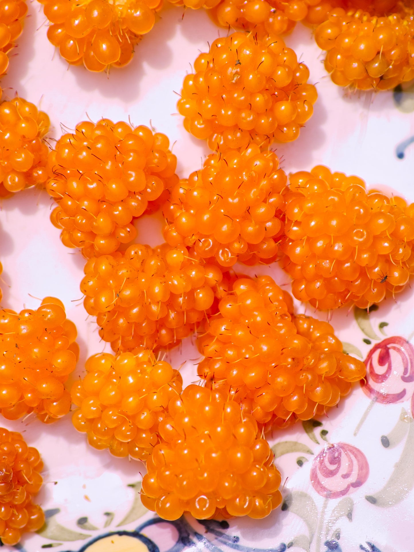 20 SALMONBERRY RUSSIAN RASPBERRY Rubus Spectabilis Fruit Seeds Purple Flowers