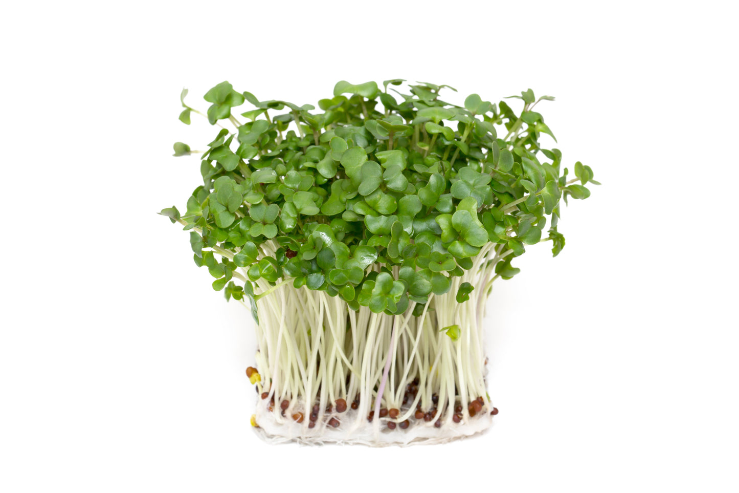 1000 EARLY Fall RAPINI BROCCOLI (Broccoli Raab / Broccoli Rabe / Brocoletti / Cima di Rapa) Brassica Ruvo Vegetable Seeds