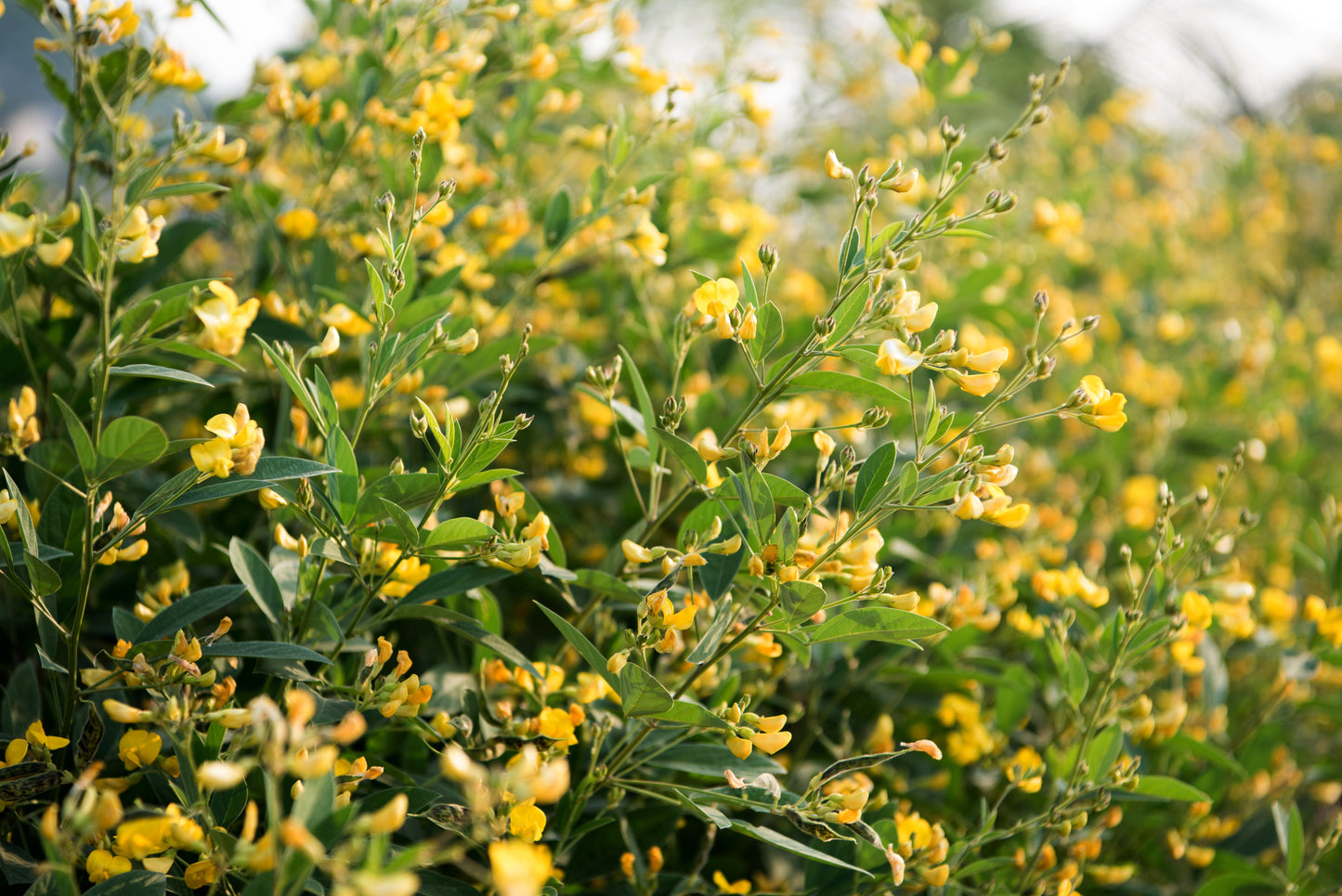 30 PIGEON PEA Dhal Gungo Puerto Rico Bean Cajanus Cajan Vegetable Seeds