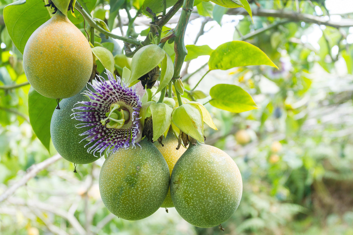 10 SWEET GRANADILLA Yellow Passionfruit Grenadia Sugar Fruit Passiflora Ligularis Huge Purple & White Flower Yellow Orange Fruit Vine Seeds