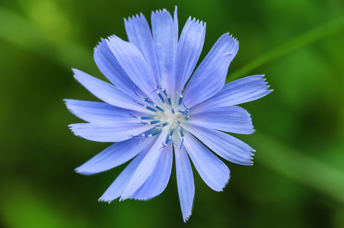 1000 CHICORY (Blue Daisy / Blue Sailors / Coffeeweed / Succory) Chicorium Cicorium Intybus Flower Herb Seeds