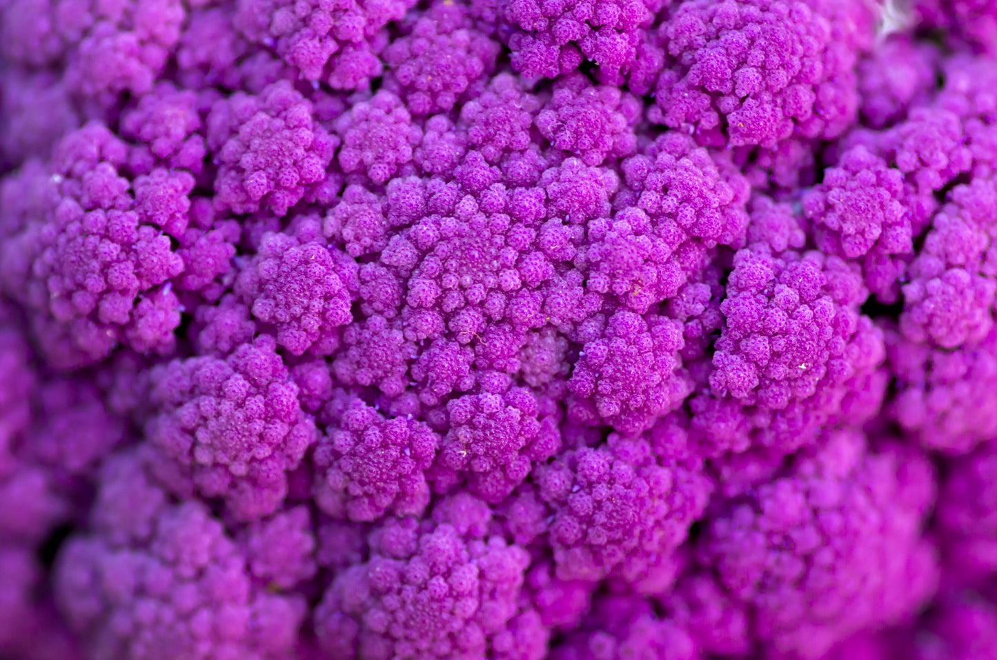 25 PURPLE CAULIFLOWER Violet Queen Brassica Oleracea Botrytis Vegetable Seeds
