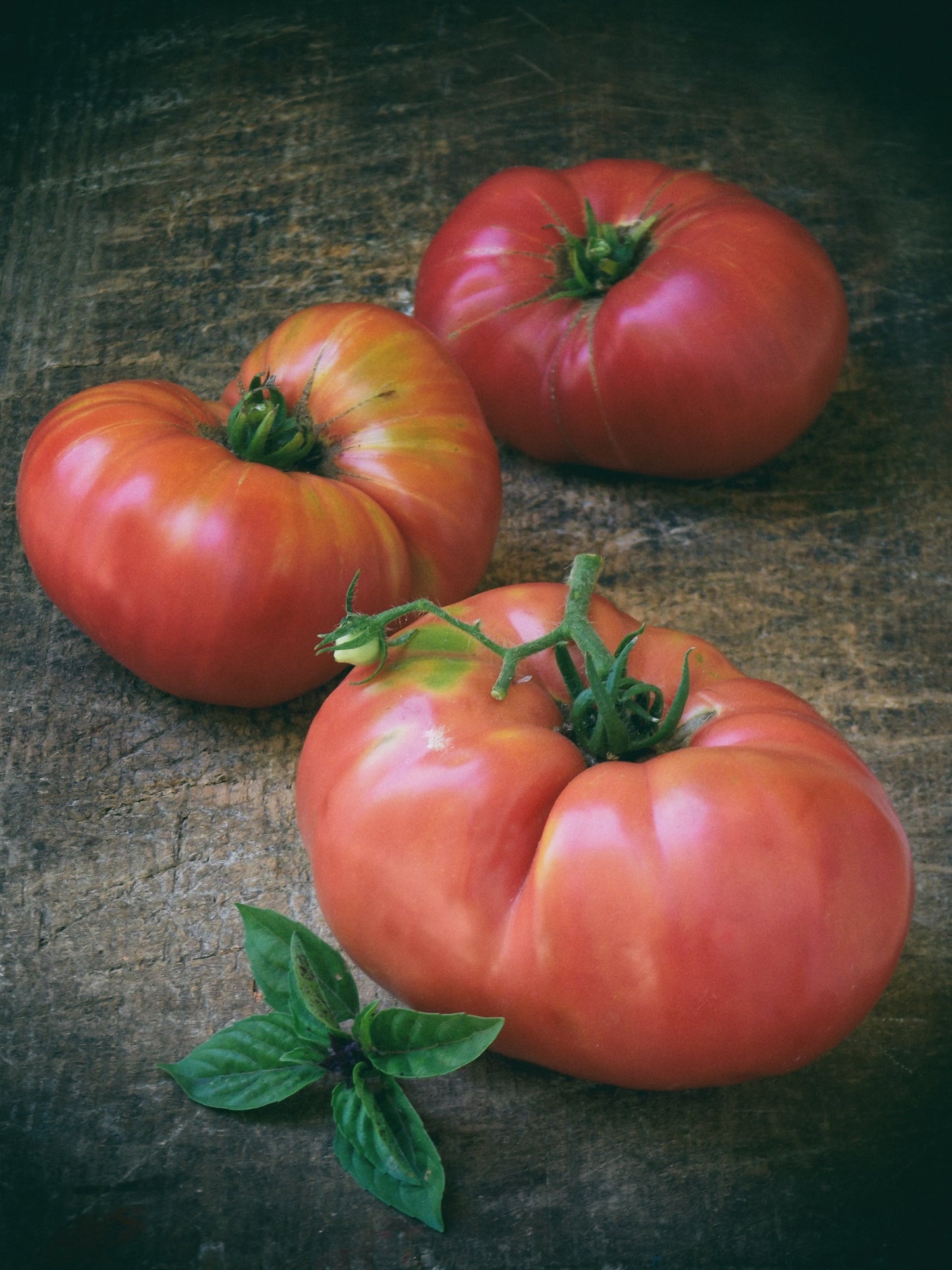 50 Giant BELGIAN PINK TOMATO Huge Pink Skin Lycopersicon Fruit Vegetable Seeds