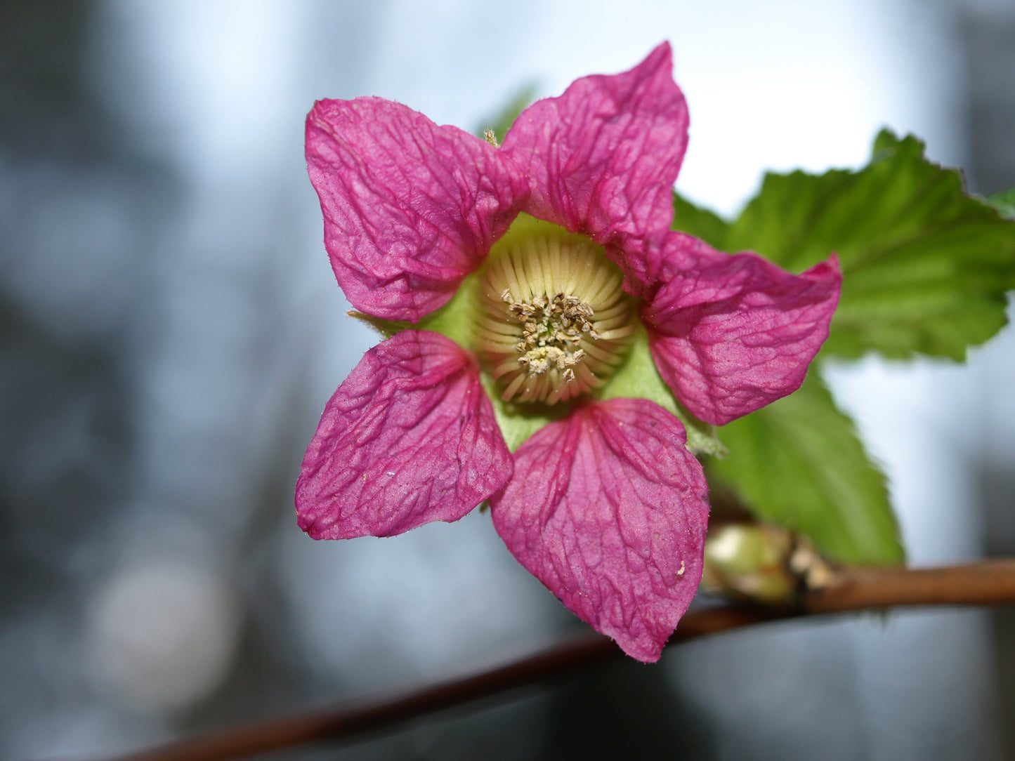 20 SALMONBERRY RUSSIAN RASPBERRY Rubus Spectabilis Fruit Seeds Purple Flowers