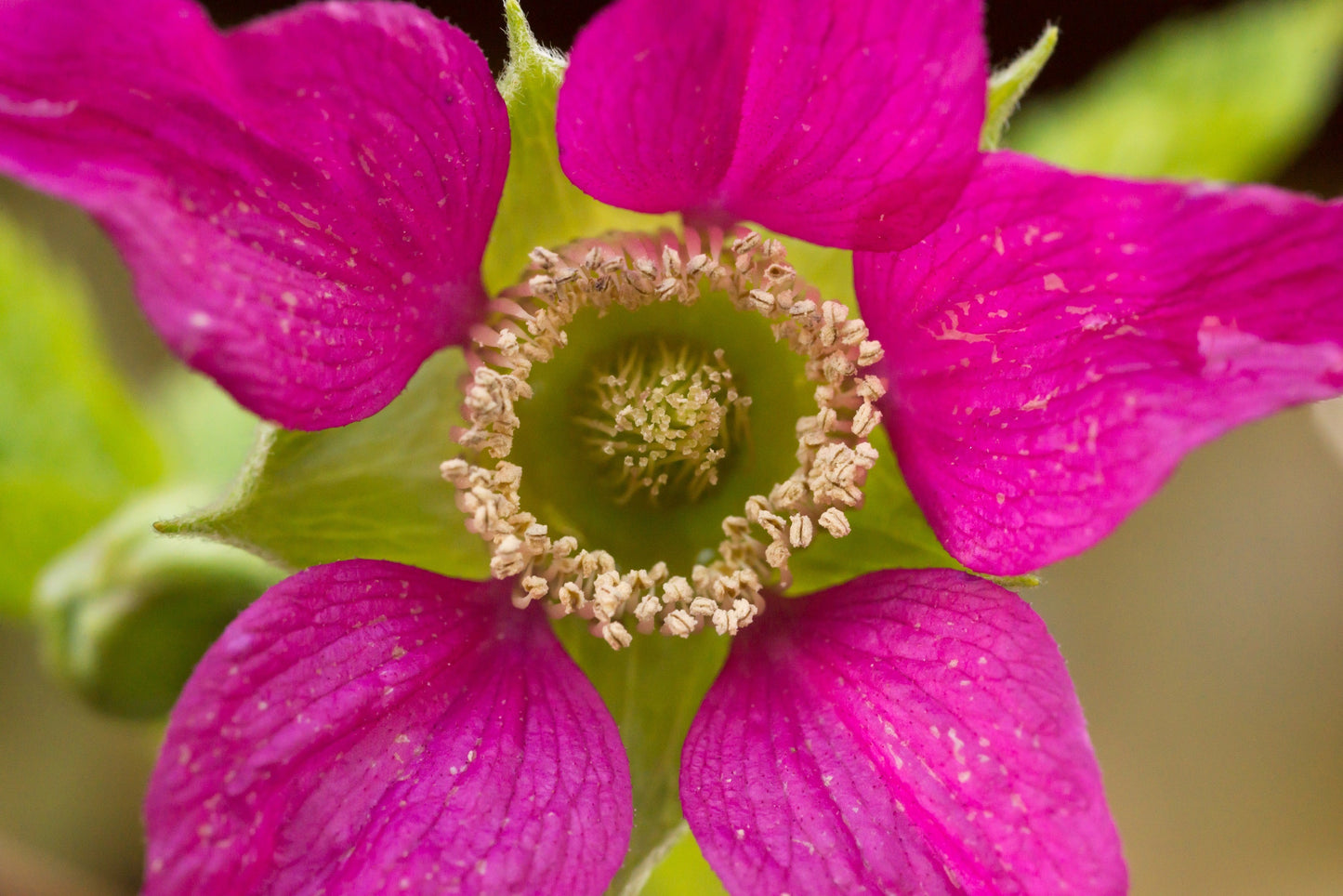20 SALMONBERRY RUSSIAN RASPBERRY Rubus Spectabilis Fruit Seeds Purple Flowers