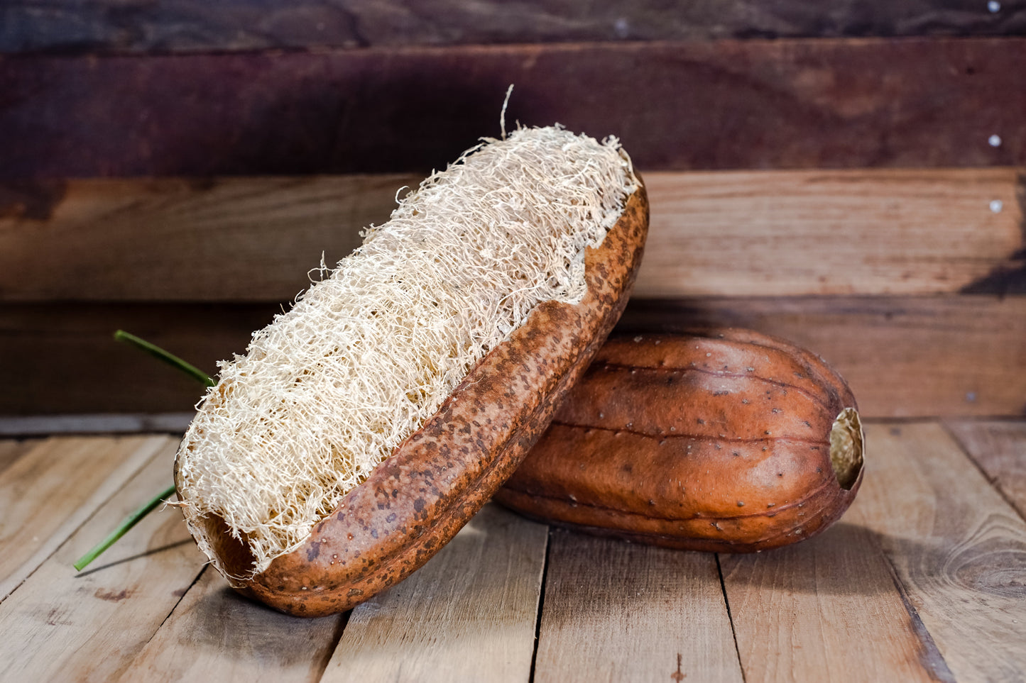 25 LUFFA SPONGE GOURD (Vegetable Sponge / Smooth Luffa / Sponge Loofa / Climbing Okra / Dishrag Gourd) Luffa Cylindrica Vine Seeds