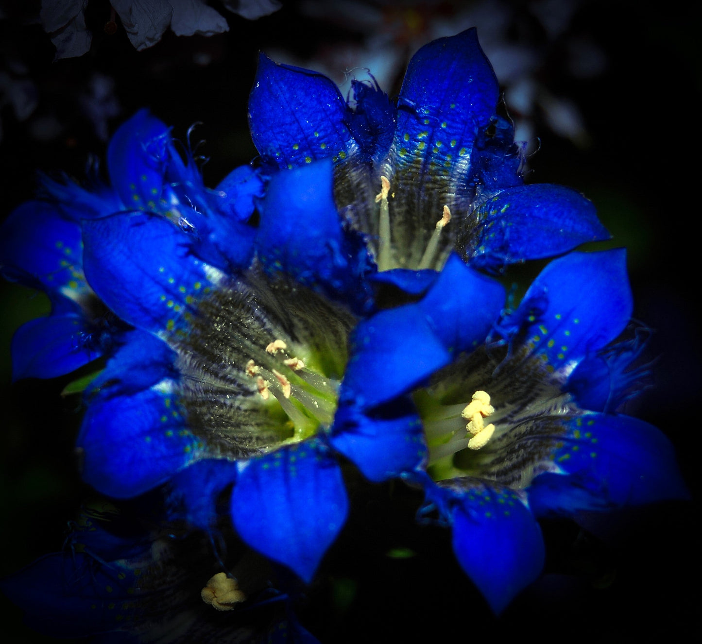 30 Dark Blue NIKITA GENTIAN Gentiana Dahurica Siberian Flower Herb Seeds