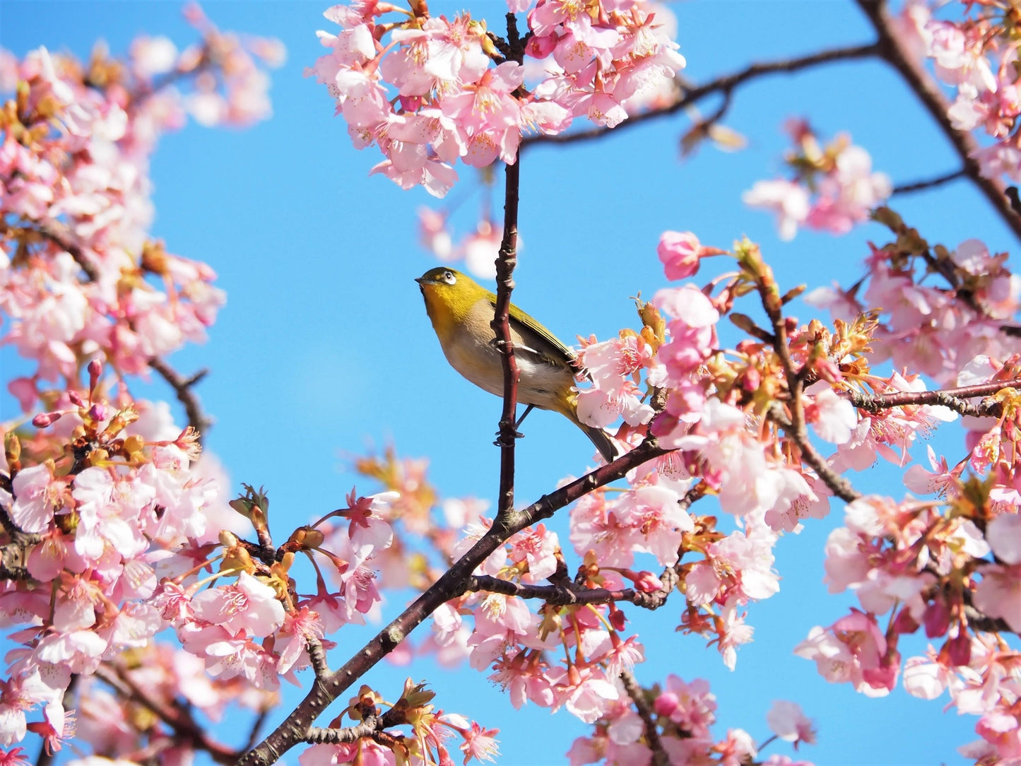 10 Japanese MOUNTAIN CHERRY Hill Cherry Prunus Serrulata Spontanea Pink & White Flowers Red Fruit Tree Seeds