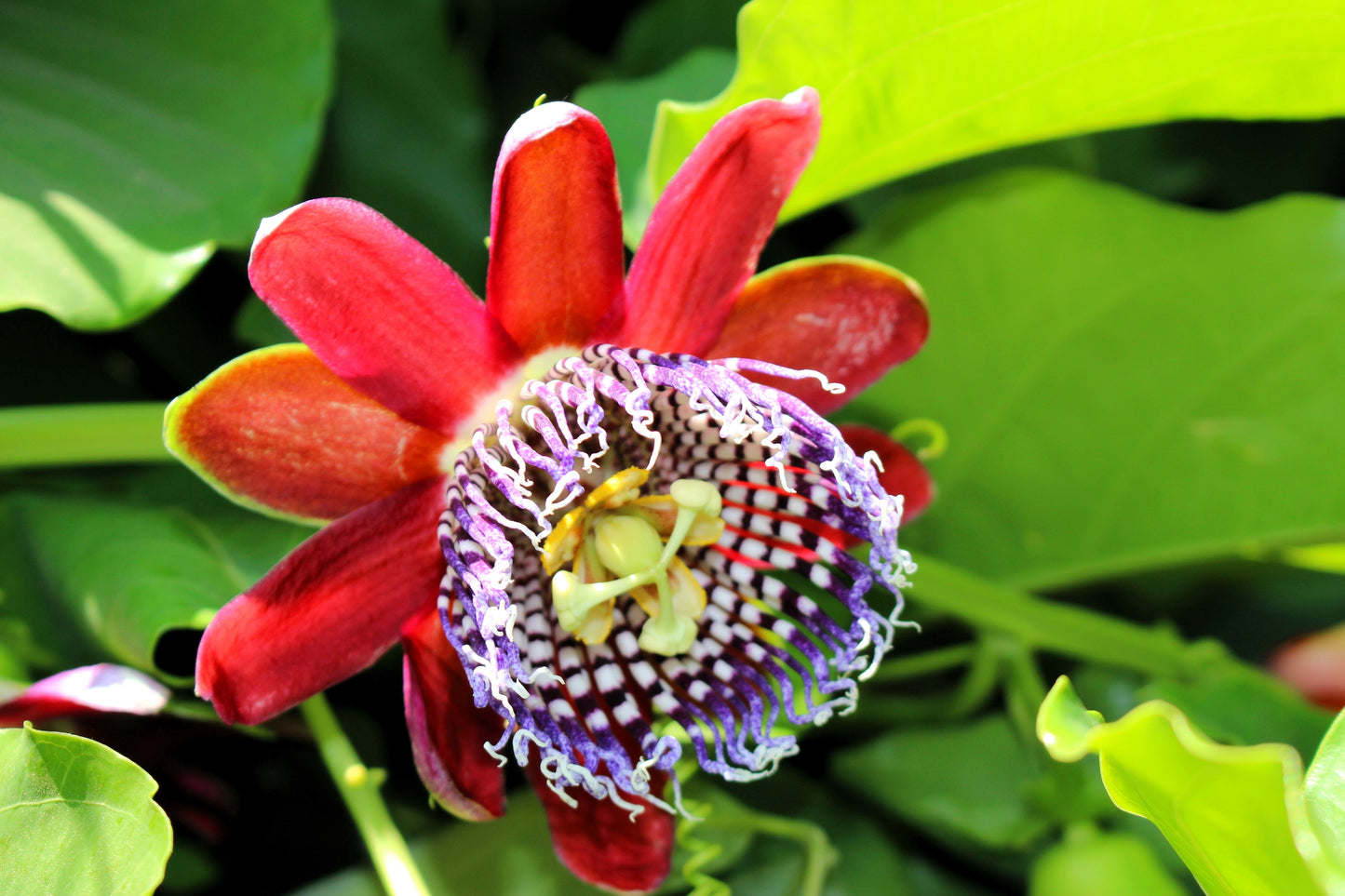 5 GIANT GRANADILLA Red Passion Flower Passiflora Quadrangularis Yellow Fruit Vine Seeds