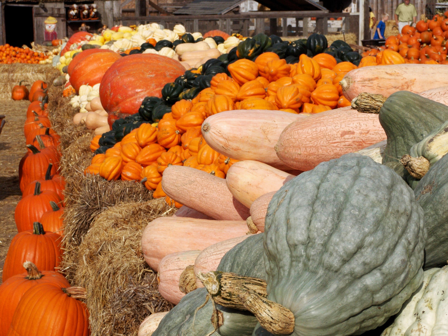 25 Jumbo PINK BANANA SQUASH Perilla Frutescens Heirloom Winter Vegetable Seeds