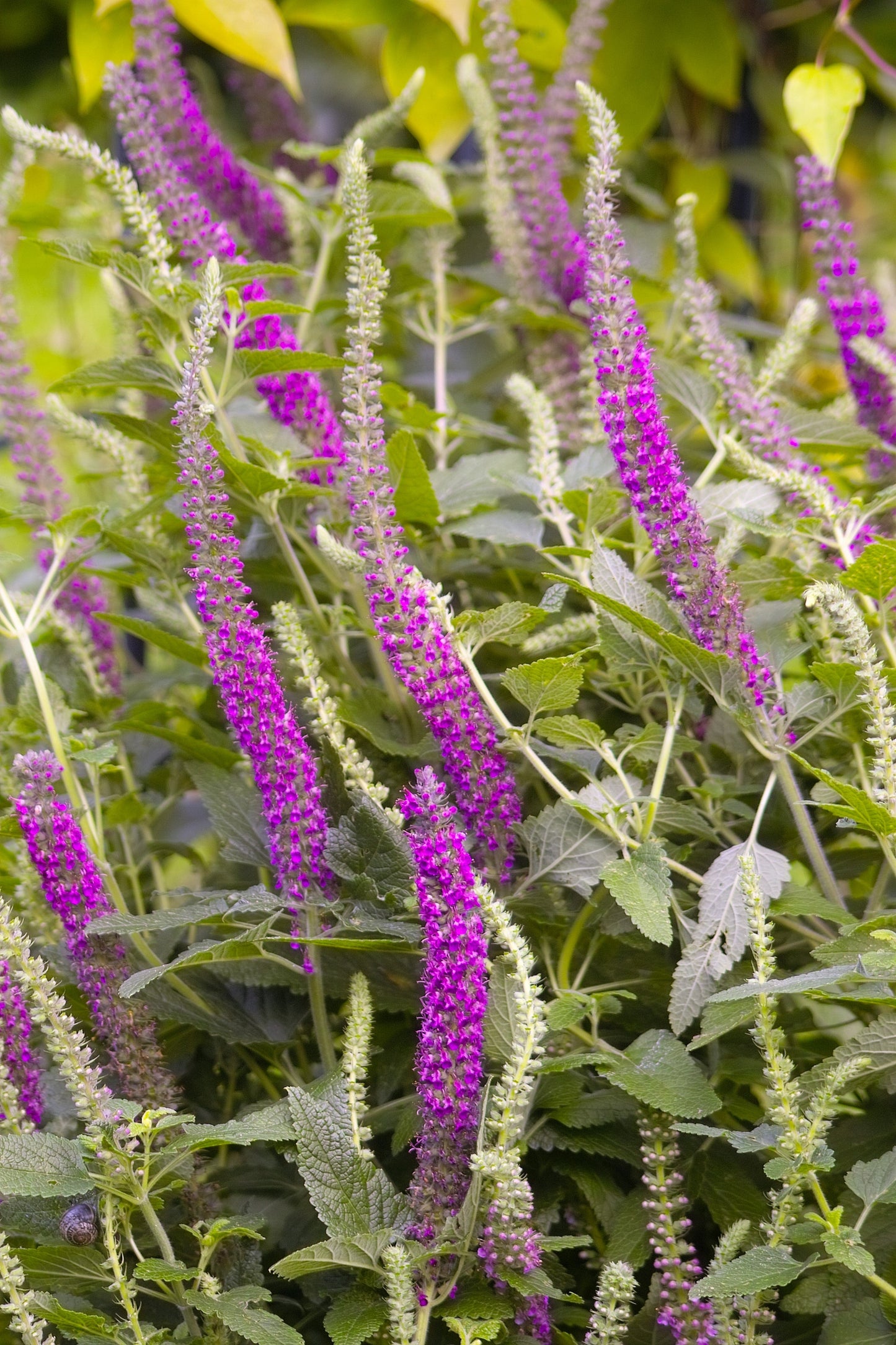 100 PURPLE TAILS WOOD SAGE Teucrium Hyrcanicum Caucasian Germander Herb Reddish Purple Flower Seeds
