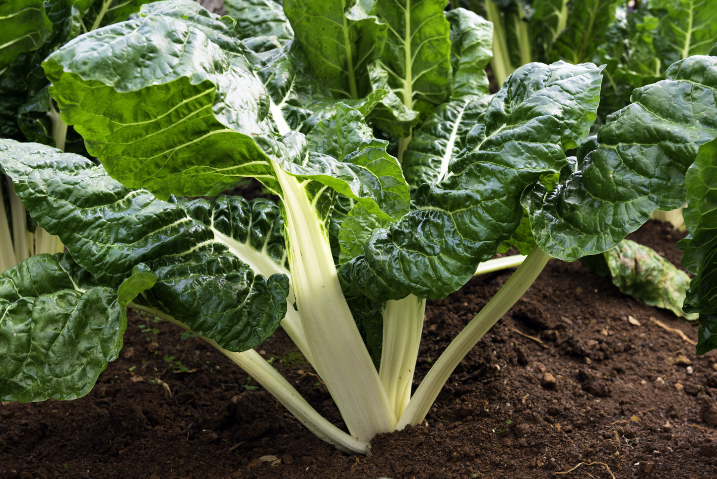 300 LUCULLUS SWISS CHARD Beta Vulgaris White Perpetual Spinach Vegetable Seeds