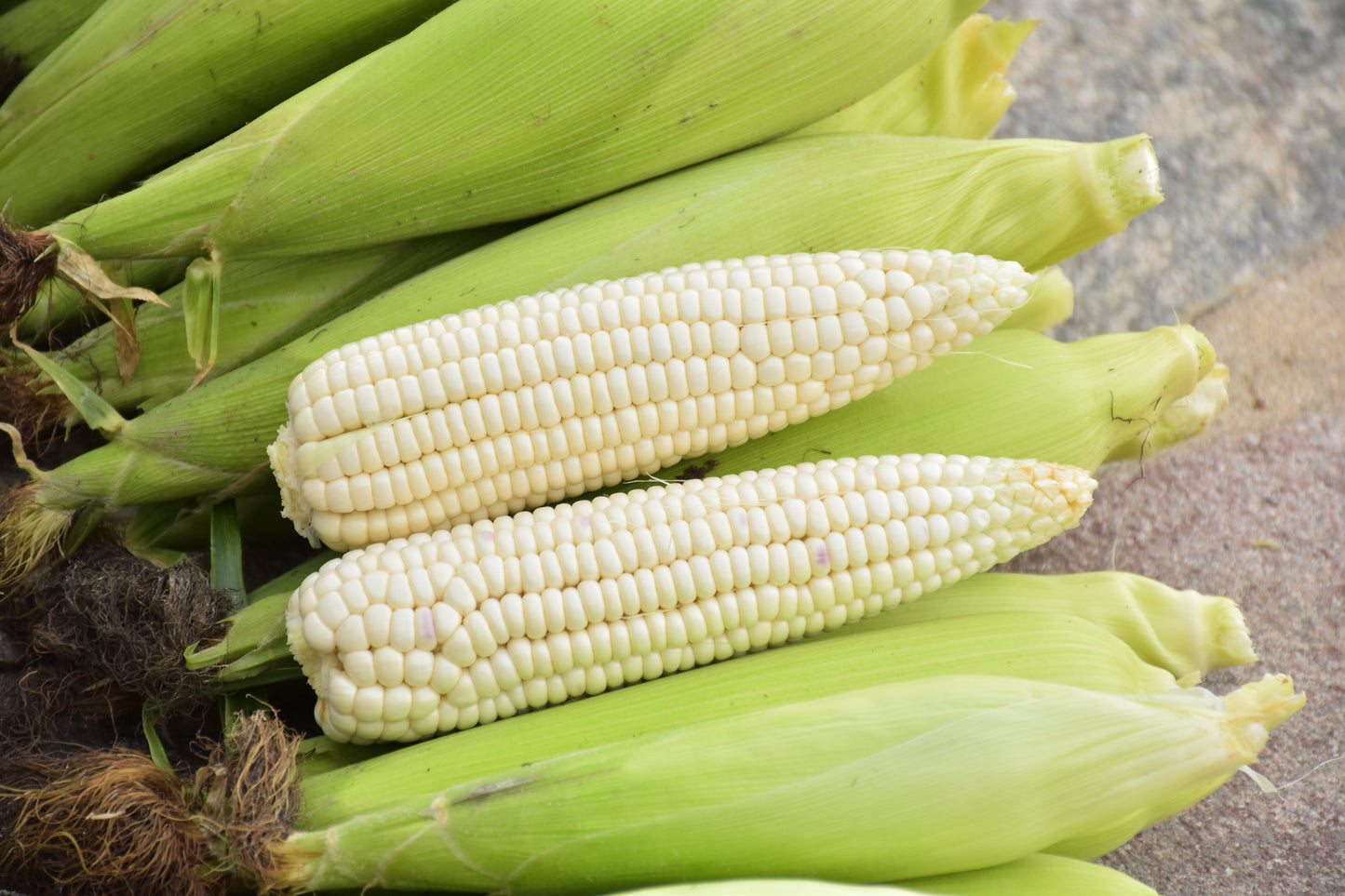 100 Country GENTLEMAN WHITE CORN Sweet Heirloom Zea Mays Vegetable Seeds
