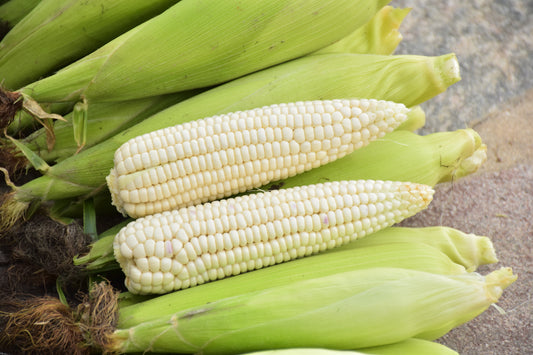 100 Country GENTLEMAN WHITE CORN Sweet Heirloom Zea Mays Vegetable Seeds