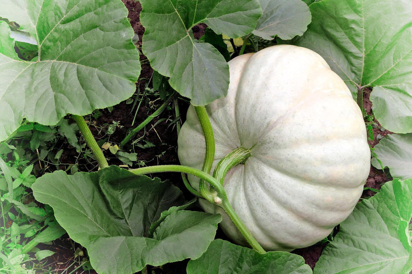 5 WHITE CASPER PUMPKIN White Skin Orange Flesh Cucurbita Maxima Vegetable Seeds