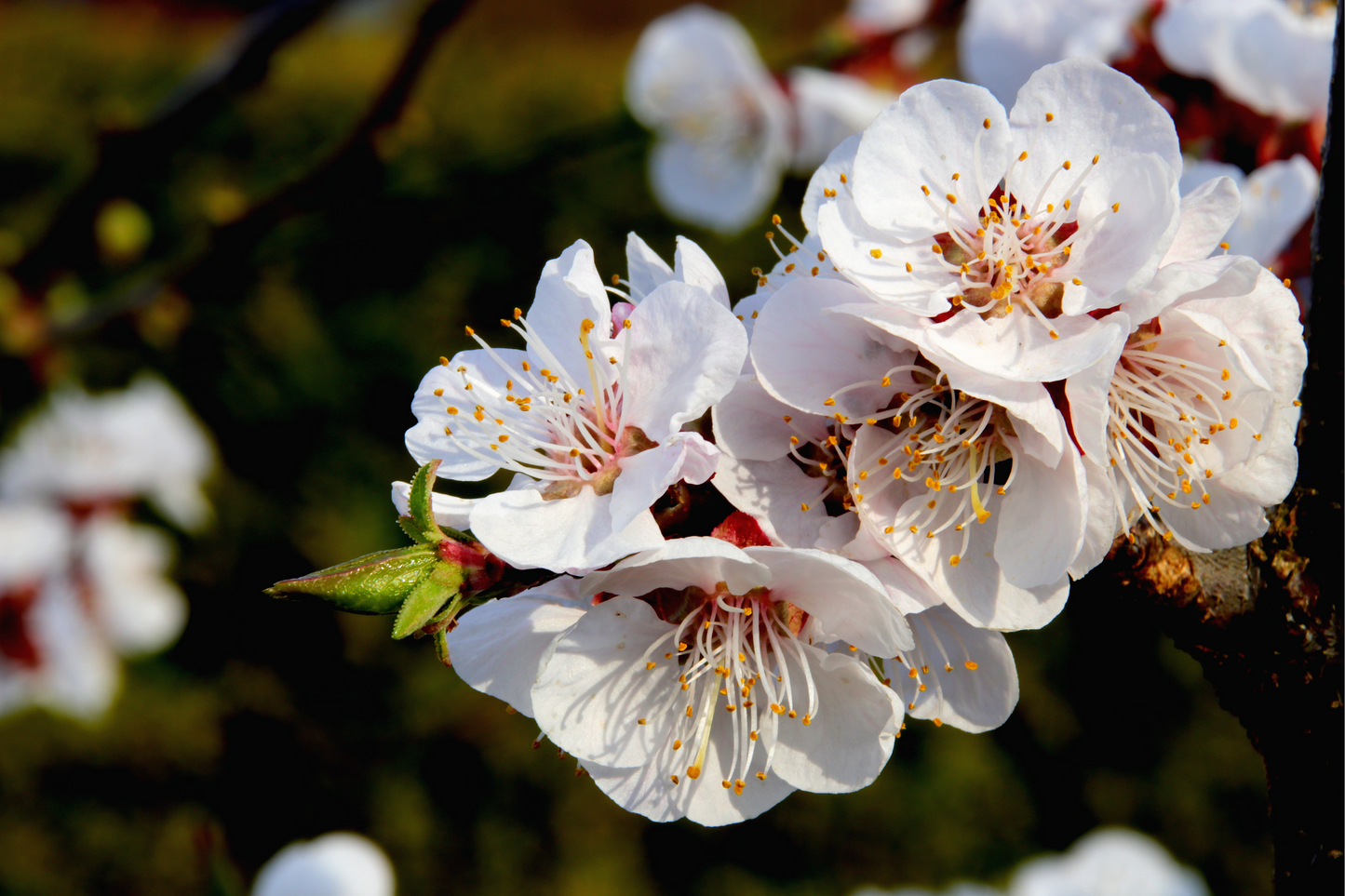 5 COMMON APRICOT Fruit Tree Prunus Armeniaca White Pink Flower Seeds