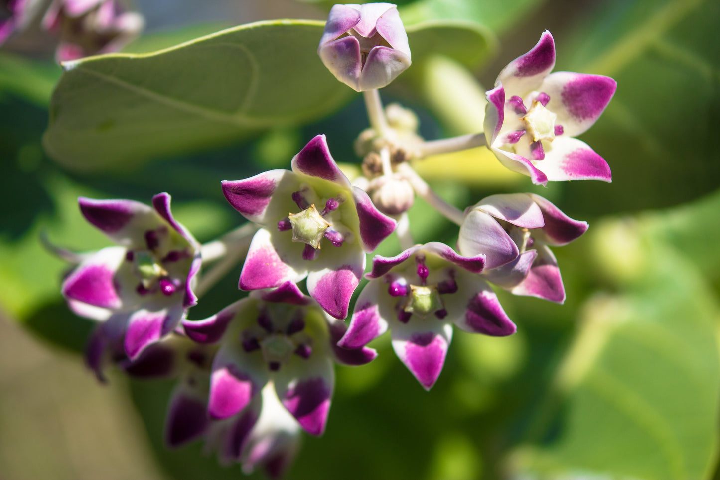 10 GIANT MILKWEED Sodom Apple Calotropis Procera Crown Flower Shrub Seeds