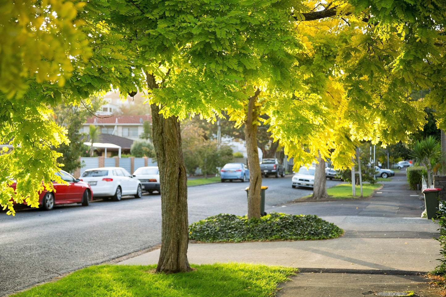 25 SIBERIAN PEASHRUB Caragana Arborescens Peatree Yellow Flower Legume Vegetable Seeds