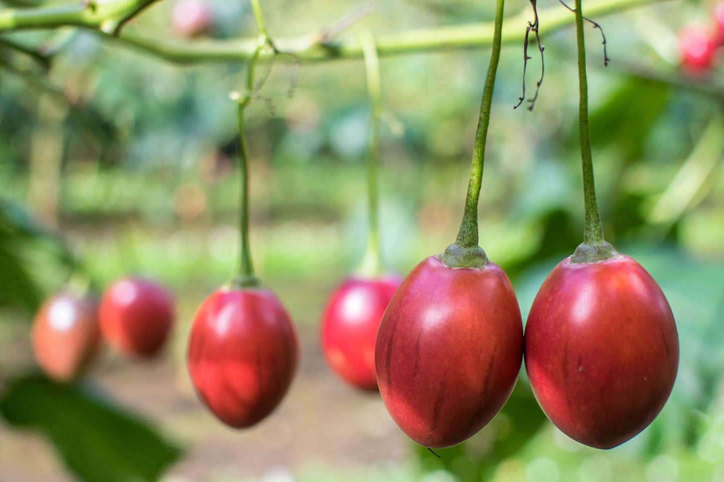 10 TAMARILLO / TREE TOMATO Cyphomandra Betacea Solanum Fruit Tree Seeds