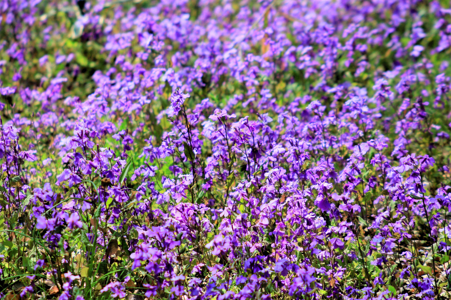 500 Purple FEBRUARY ORCHID Violet Cress Orychophragmus Violaceus 2" Flower Edible Vegetable Seeds