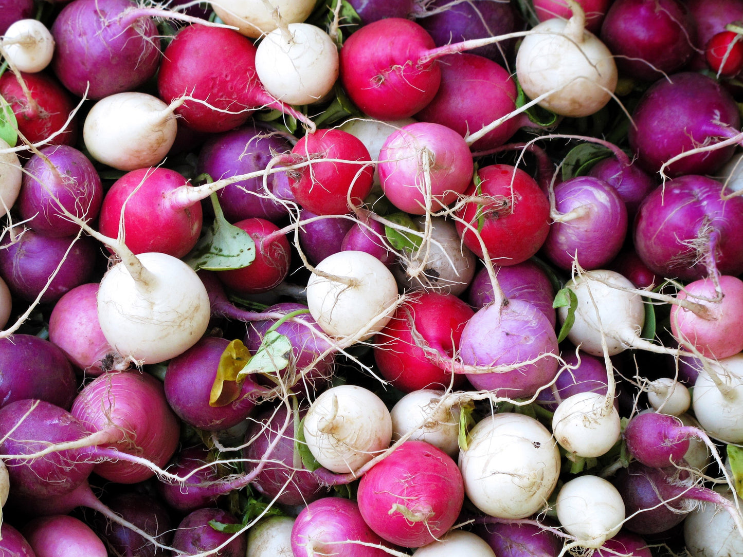 500 Mixed Colors EASTER EGG RADISH Raphanus Sativus Vegetable Seeds
