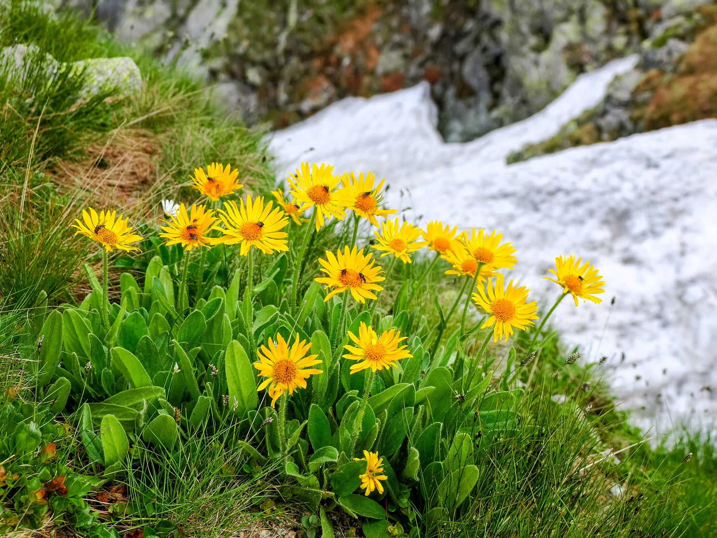 15 MOUNTAIN ARNICA Montana Wolf's Bane Yellow Flower Herb Seeds