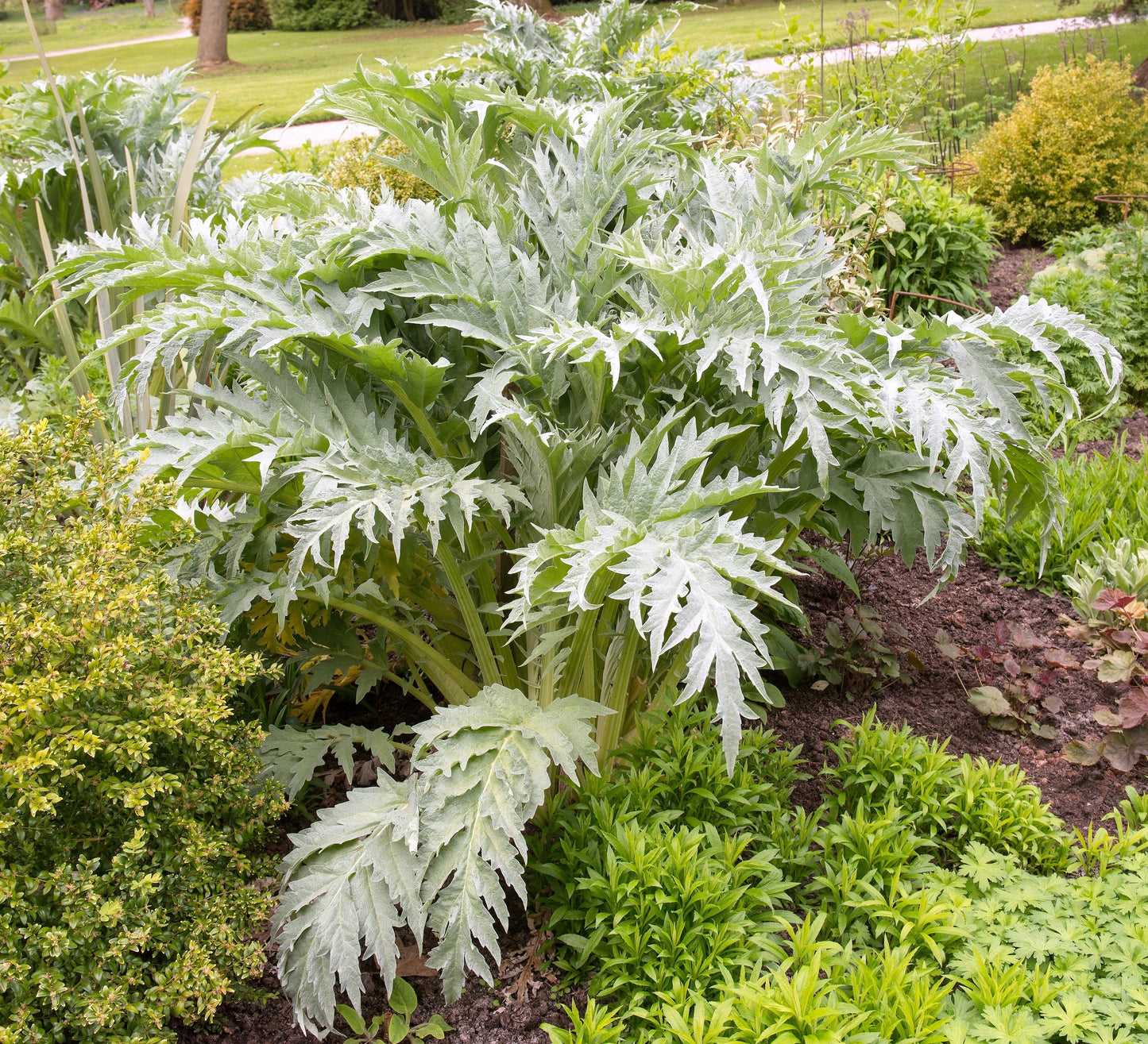 25 CARDOON Cynara Cardunculus aka Artichoke Thistle Perennial Edible Vegetable Seeds