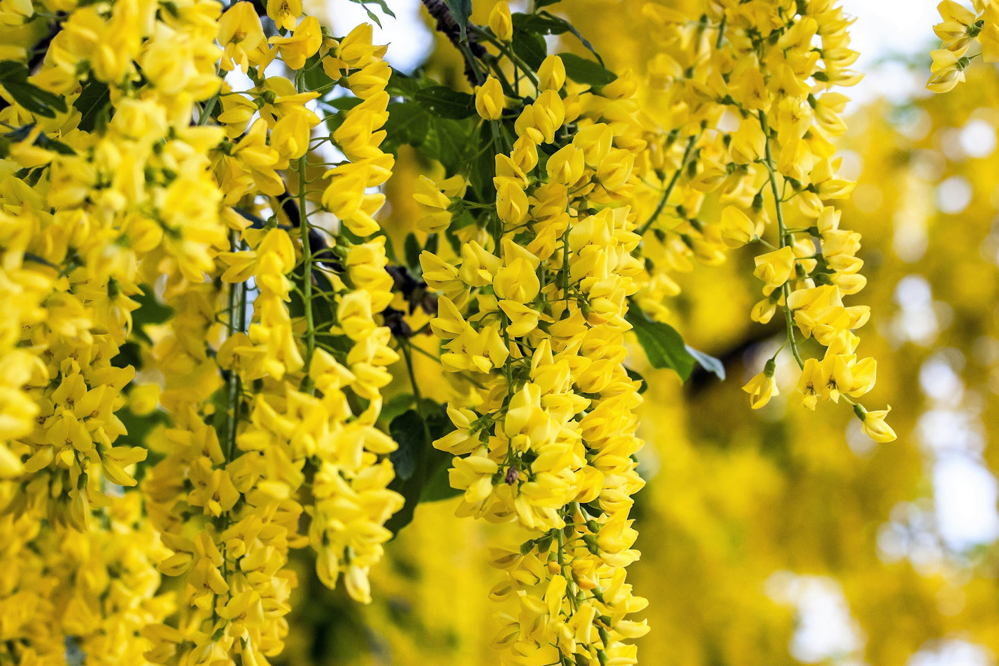 25 SIBERIAN PEASHRUB Caragana Arborescens Peatree Yellow Flower Legume Vegetable Seeds