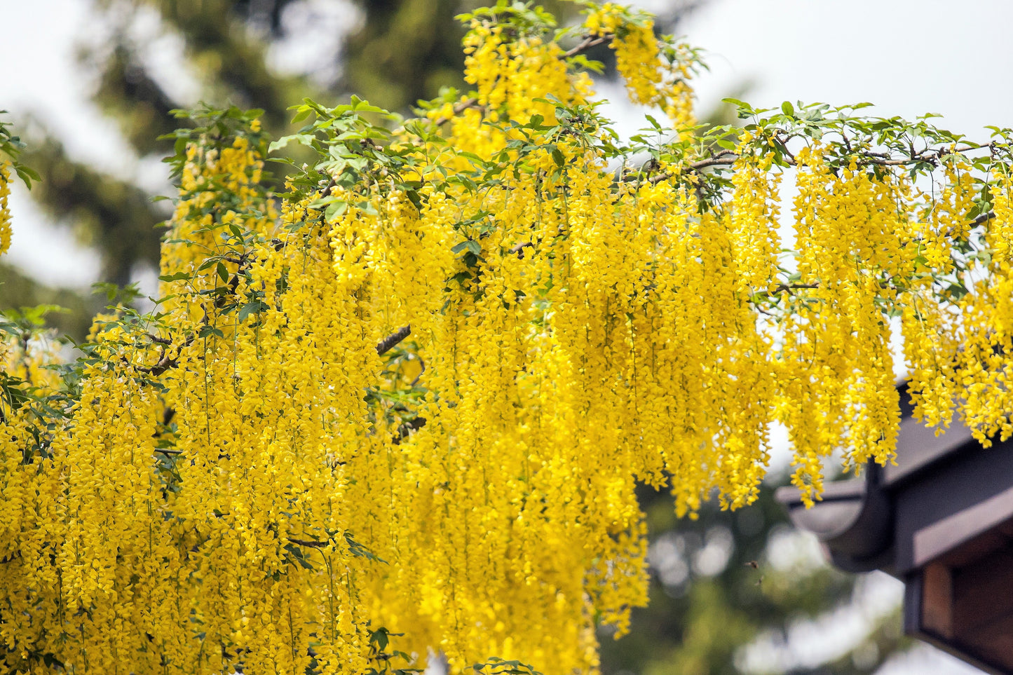25 SIBERIAN PEASHRUB Caragana Arborescens Peatree Yellow Flower Legume Vegetable Seeds