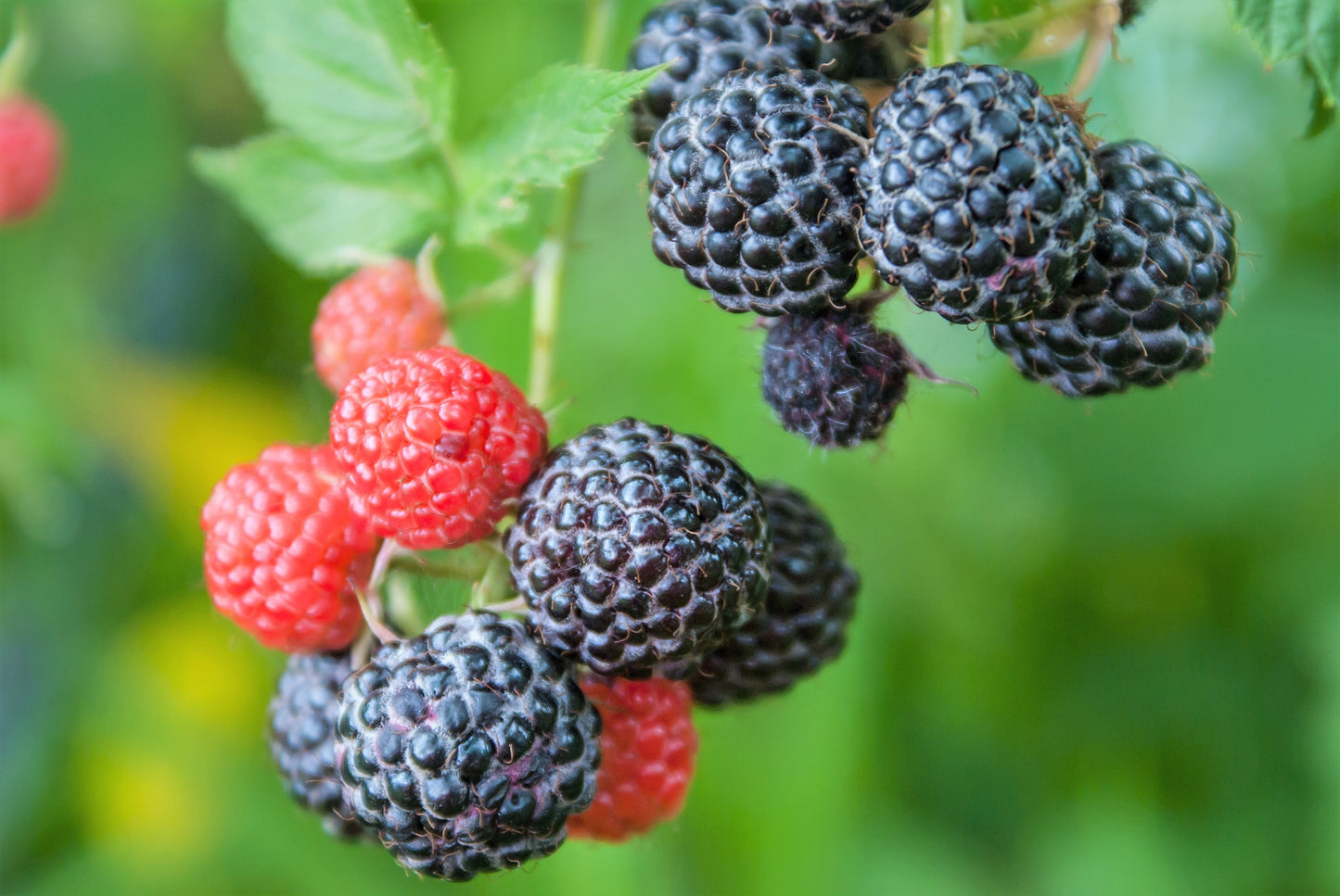 50 BLACK RASPBERRY Rubus Leucodermis Fruit Bush Vine Seeds