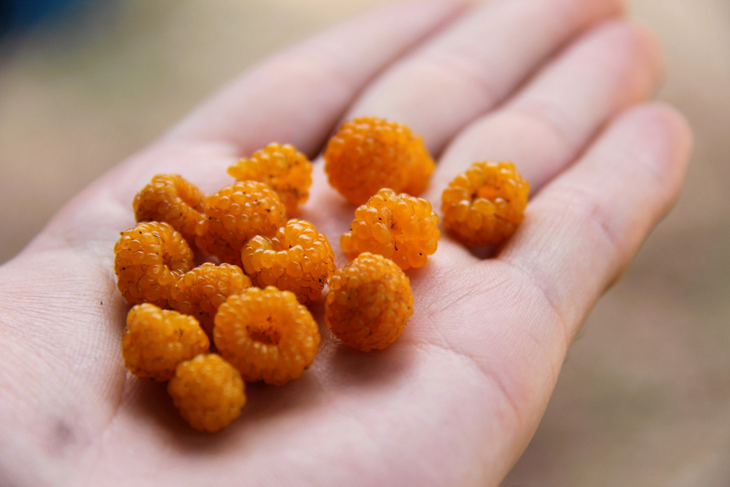 20 SALMONBERRY RUSSIAN RASPBERRY Rubus Spectabilis Fruit Seeds Purple Flowers