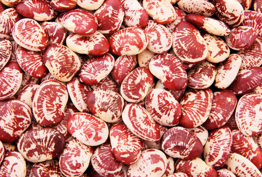 15 CHRISTMAS LIMA BEAN Calico Chestnut Phaseolus Lunatus Legume Vegetable Seeds