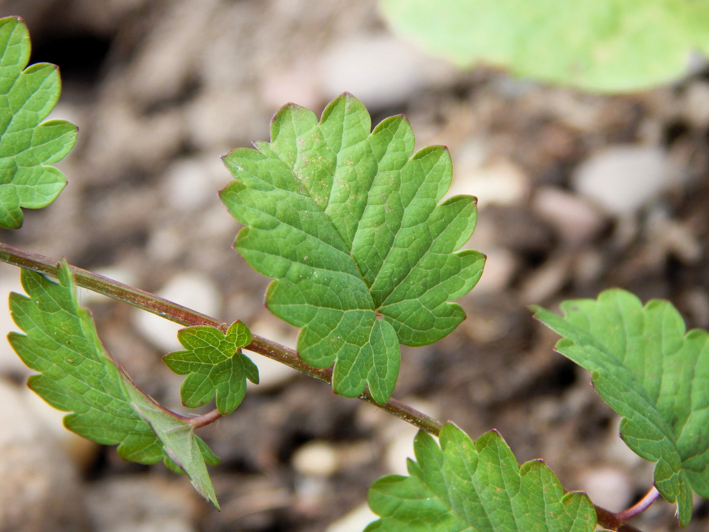 500 SALAD BURNET Sanguisorba Minor Edible Greens Vegetable Herb Flower Seeds