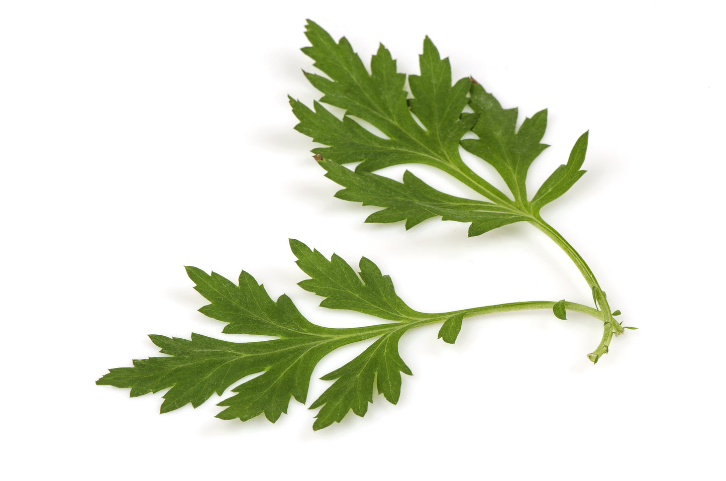 1000 COMMON MUGWORT Artemisia Vulgaris Wild Wormwood Herb Yellow Red Flower Seeds