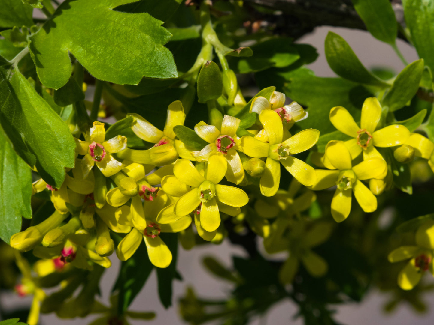 20 GOLDEN CURRANT SHRUB Black Fruit Yellow Flower Ribes Chrysobotrya Aurea Seeds