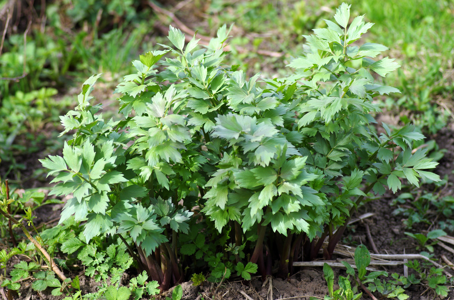 50 LOVAGE Levistucum Officinale - Flavor like celery & anise - Herb Flower Seeds