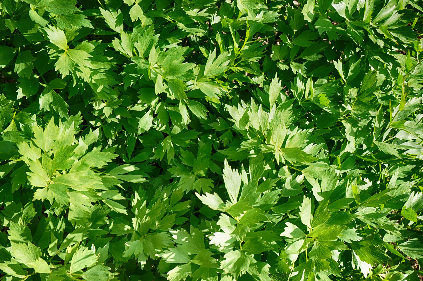 50 LOVAGE Levistucum Officinale - Flavor like celery & anise - Herb Flower Seeds