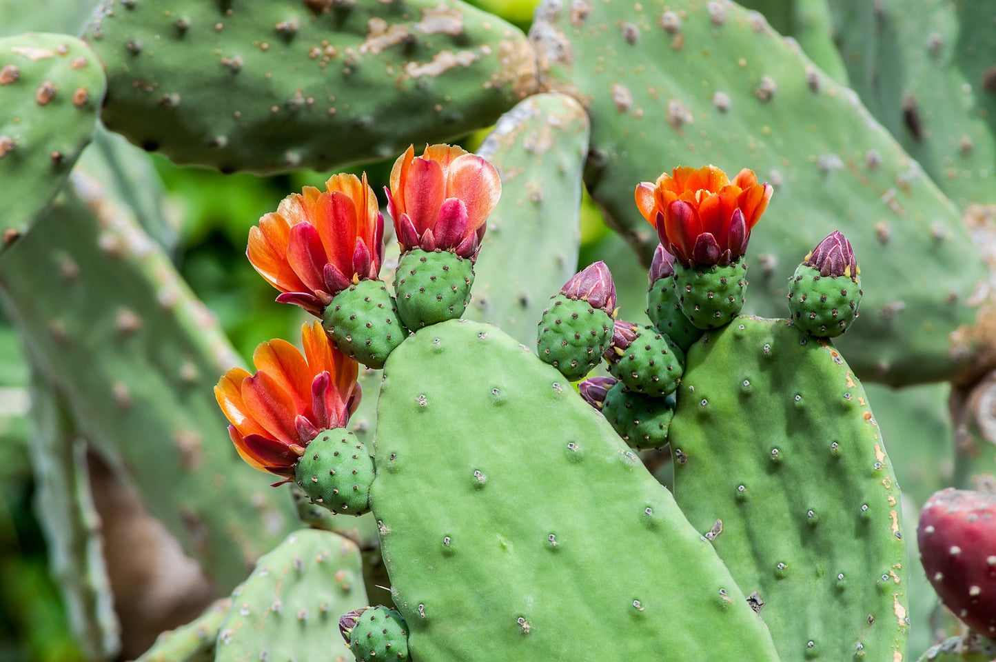 10 Orange PRICKLY PEAR CACTUS Nopal Indian Fig Opuntia Ficus-Indica Fruit Flower Seeds