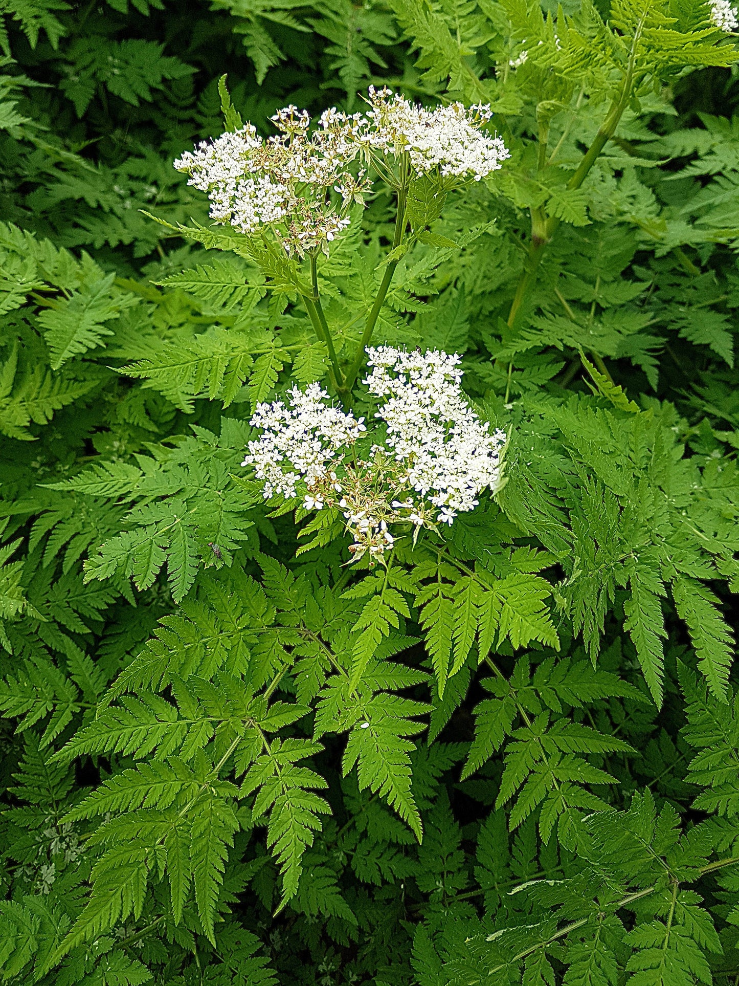 20 SWEET CICELY Myrrhis Odorata Herb Fragrant Flower Licorice Flavor Seeds