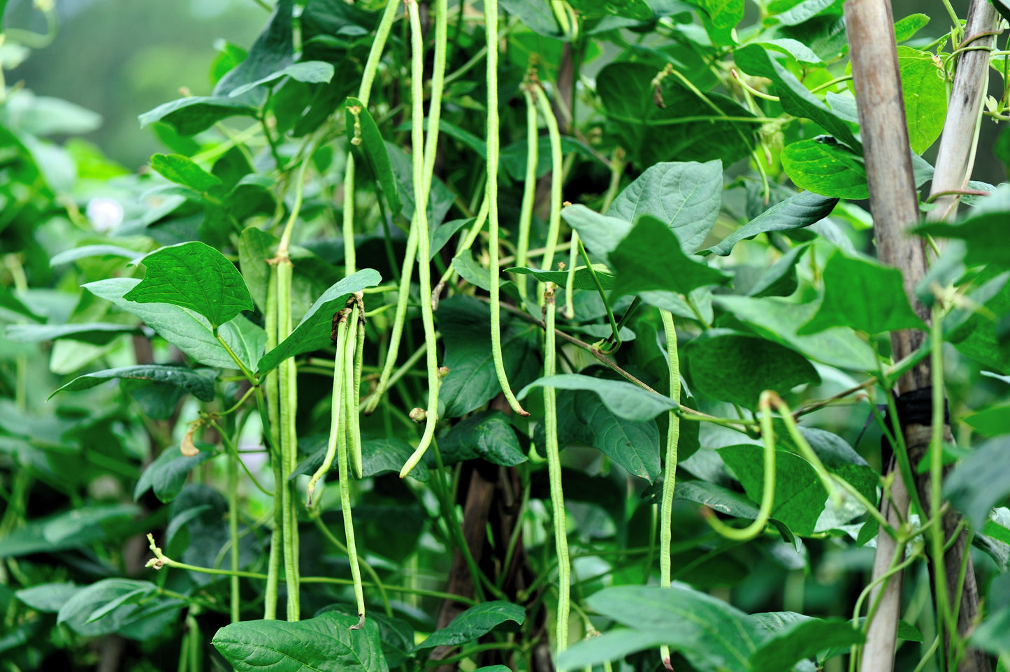 30 YARD LONG BEAN Asparagus Bean Cowpea Phaseolus Vulgaris Vegetable Seeds