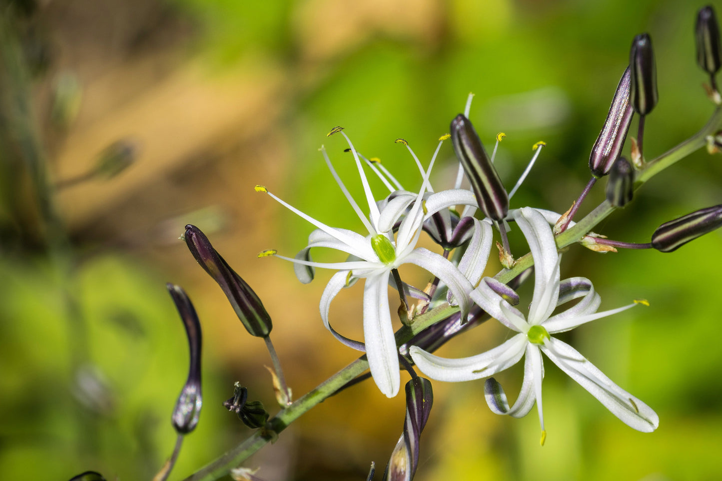 10 WAVY LEAFED SOAP PLANT California Soaproot Amole Lily Chlorogalum Pomeridianum Laothoe White Purple Striped Flower Native Herb Seeds